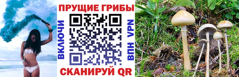 сайты даркнета какой сайт  Москва  Галлюциногенные грибы Magic Shrooms 